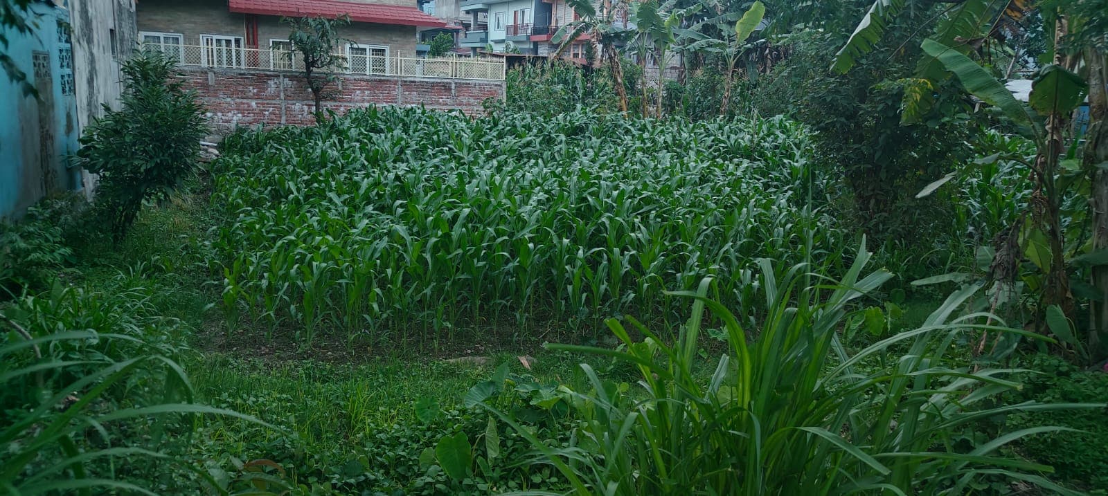 Land for sale in Fulbari
