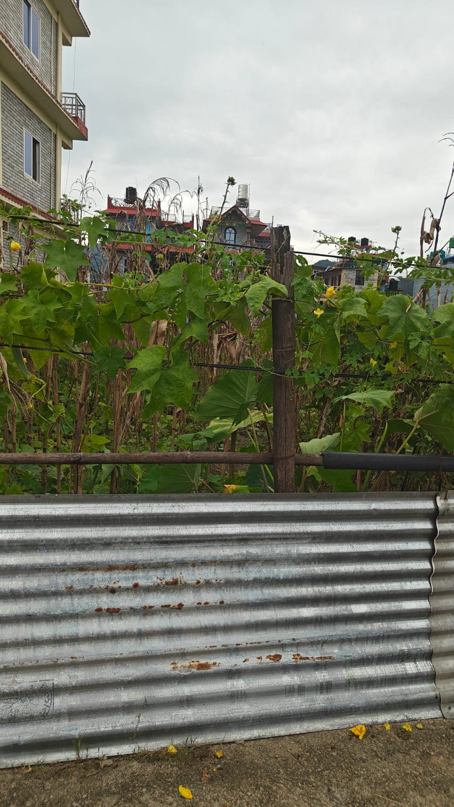 Land for sale in Birauta
