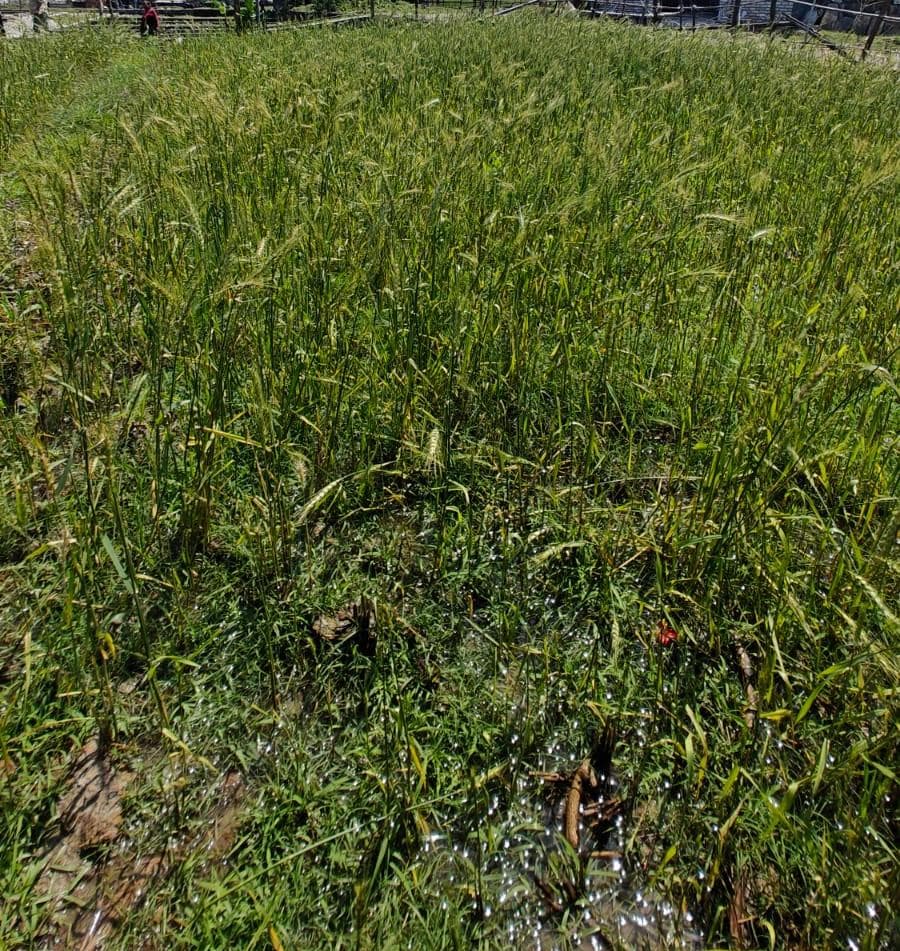 Land for sale in chauthe kailash tole