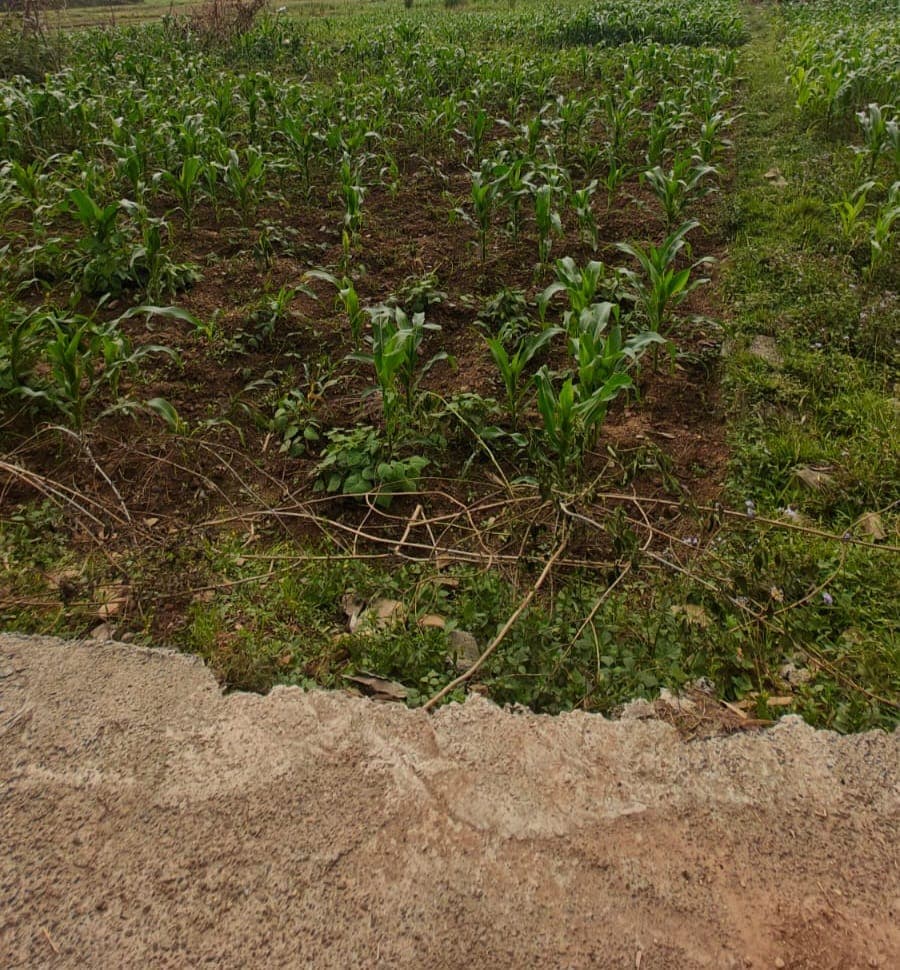 Land for sale in Arghau