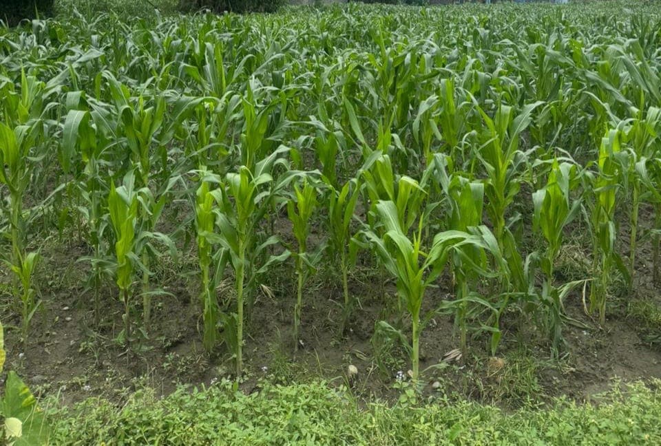 Land for sale in PU lekhnath