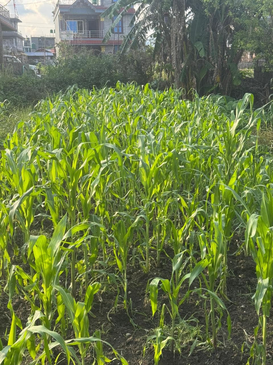 Land for sale in lekhnath bhandardhik