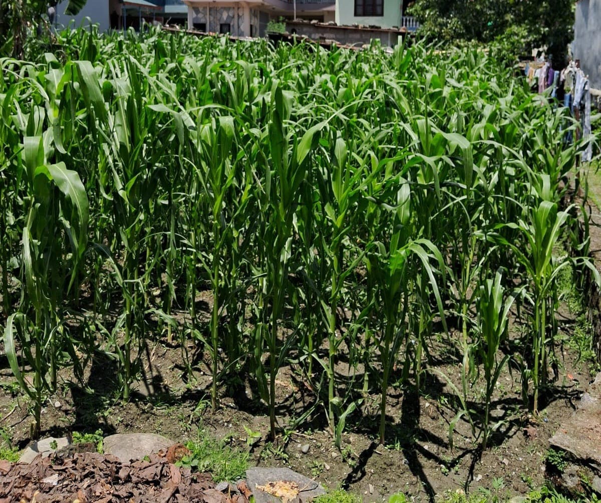 Land for sale in Bajhapatan