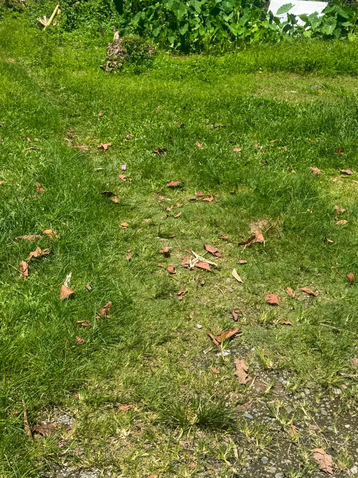 Land for sale in lakeside