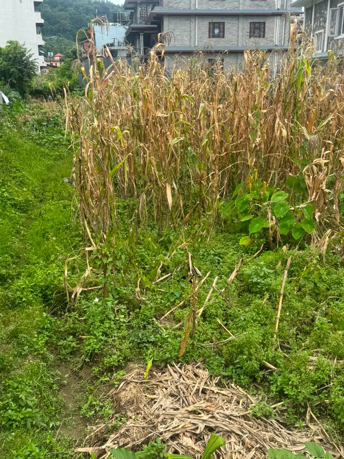 Land for sale in fulbari- Dharara marga