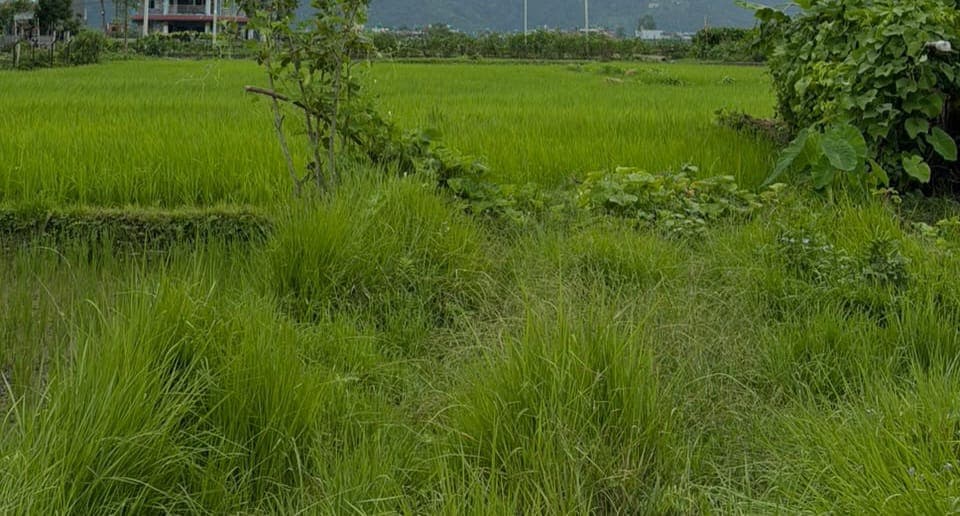 Land for sale in majheripatan