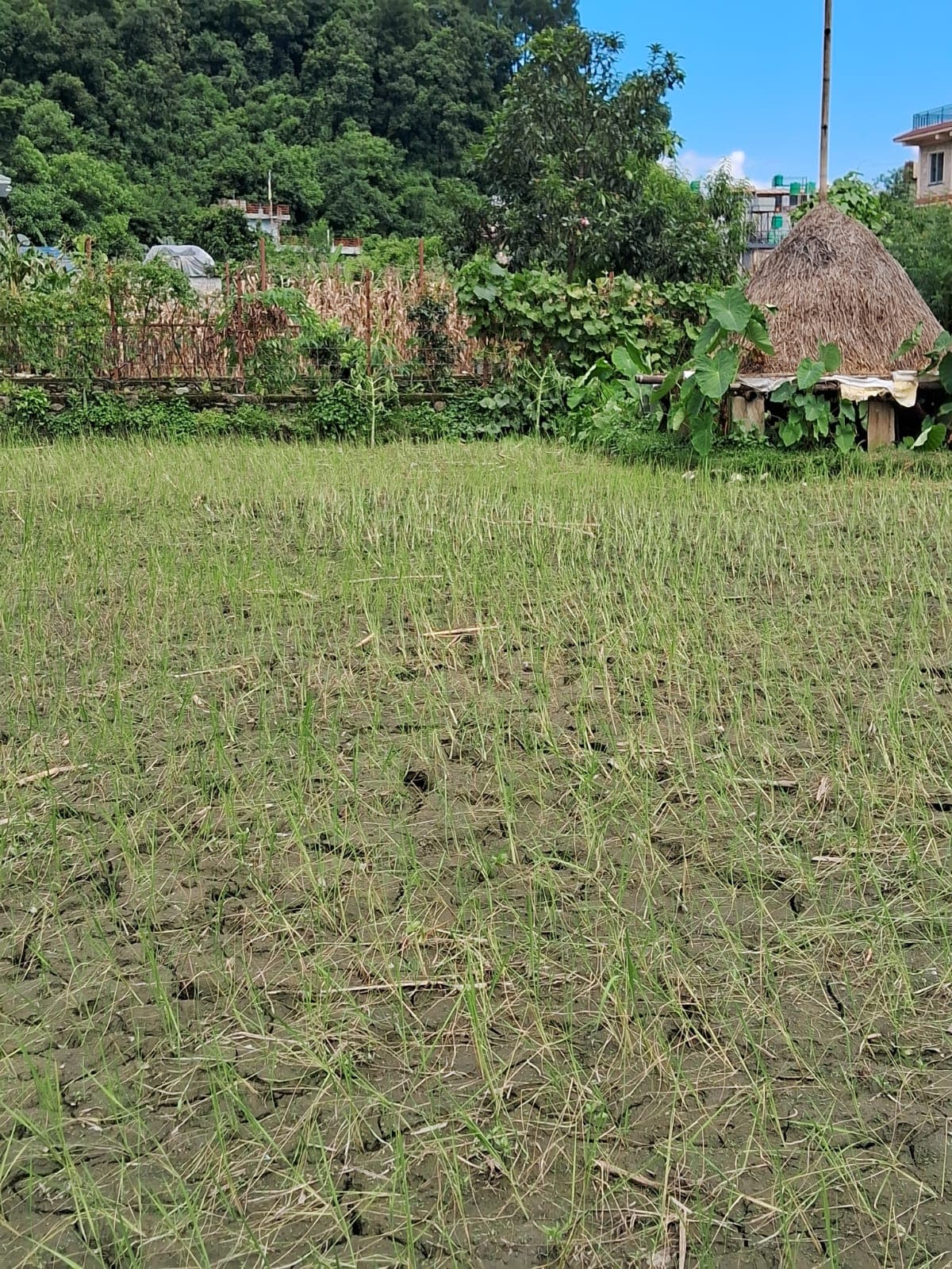 Land for sale in matepani
