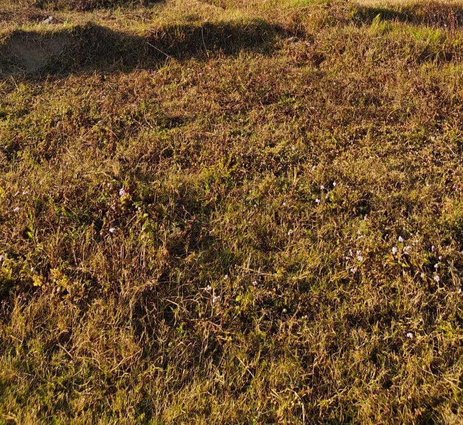Land for sale in Taprang