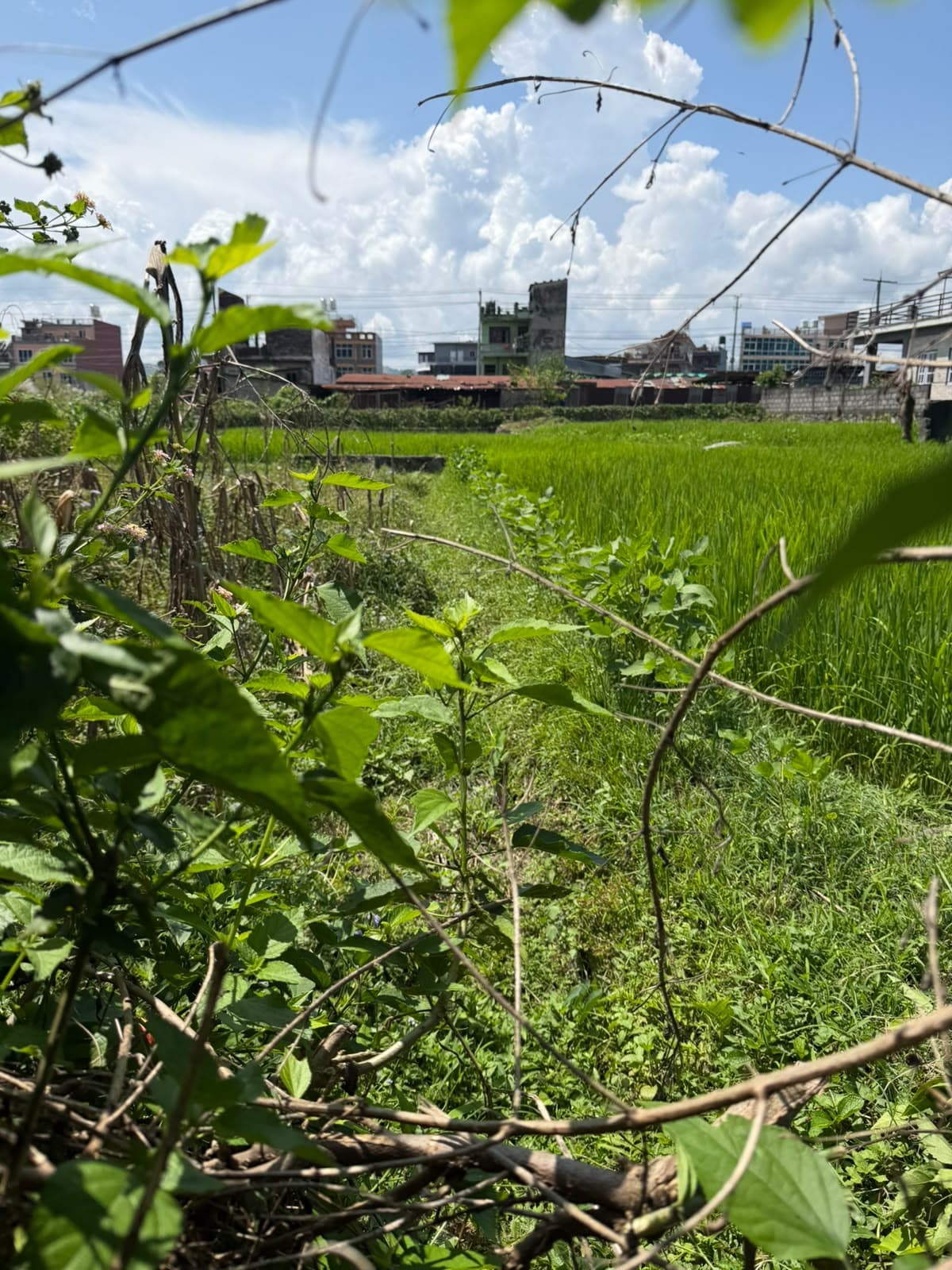 Land for sale in Chauthe