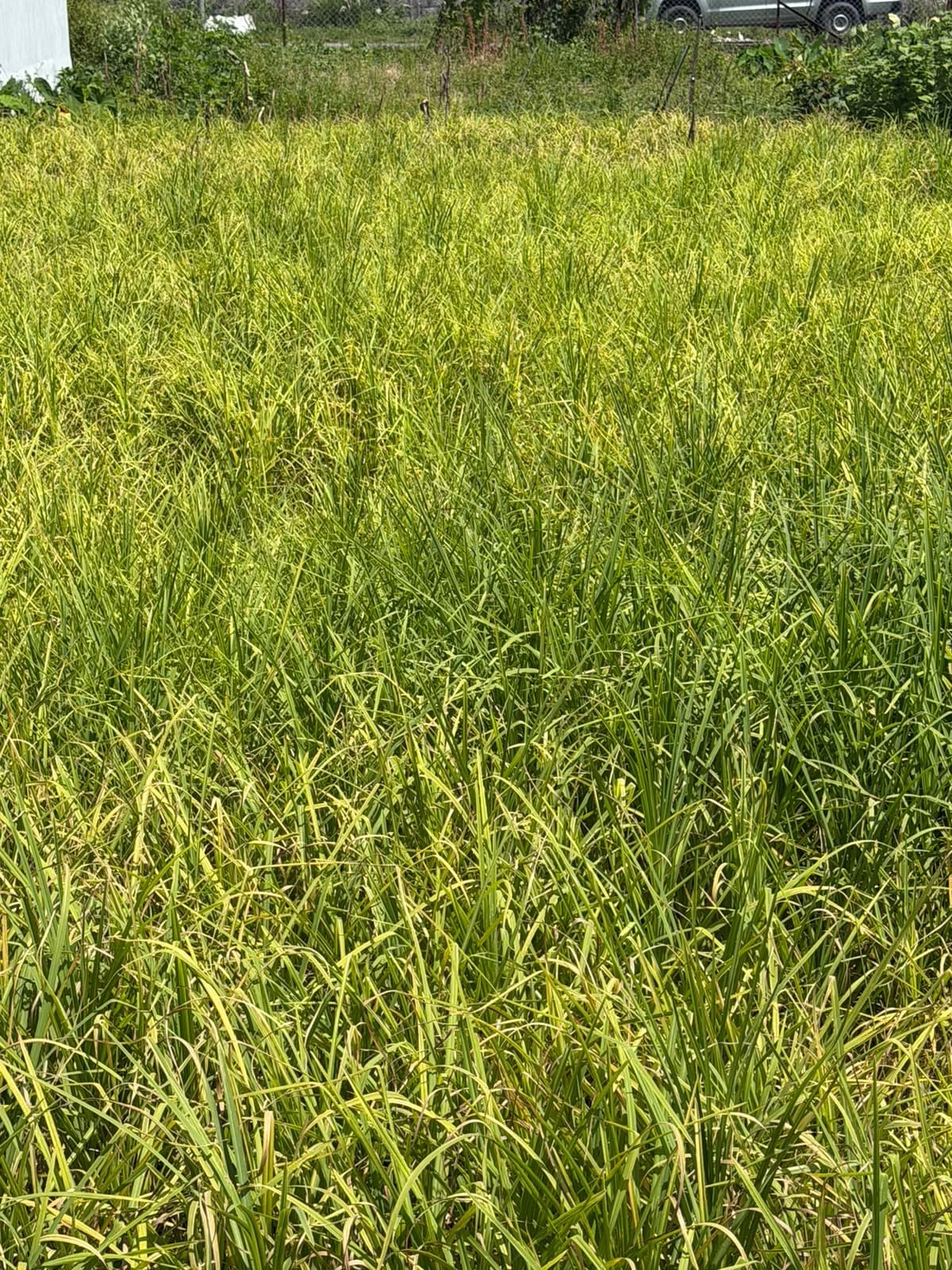 Land for sale in Chauthe