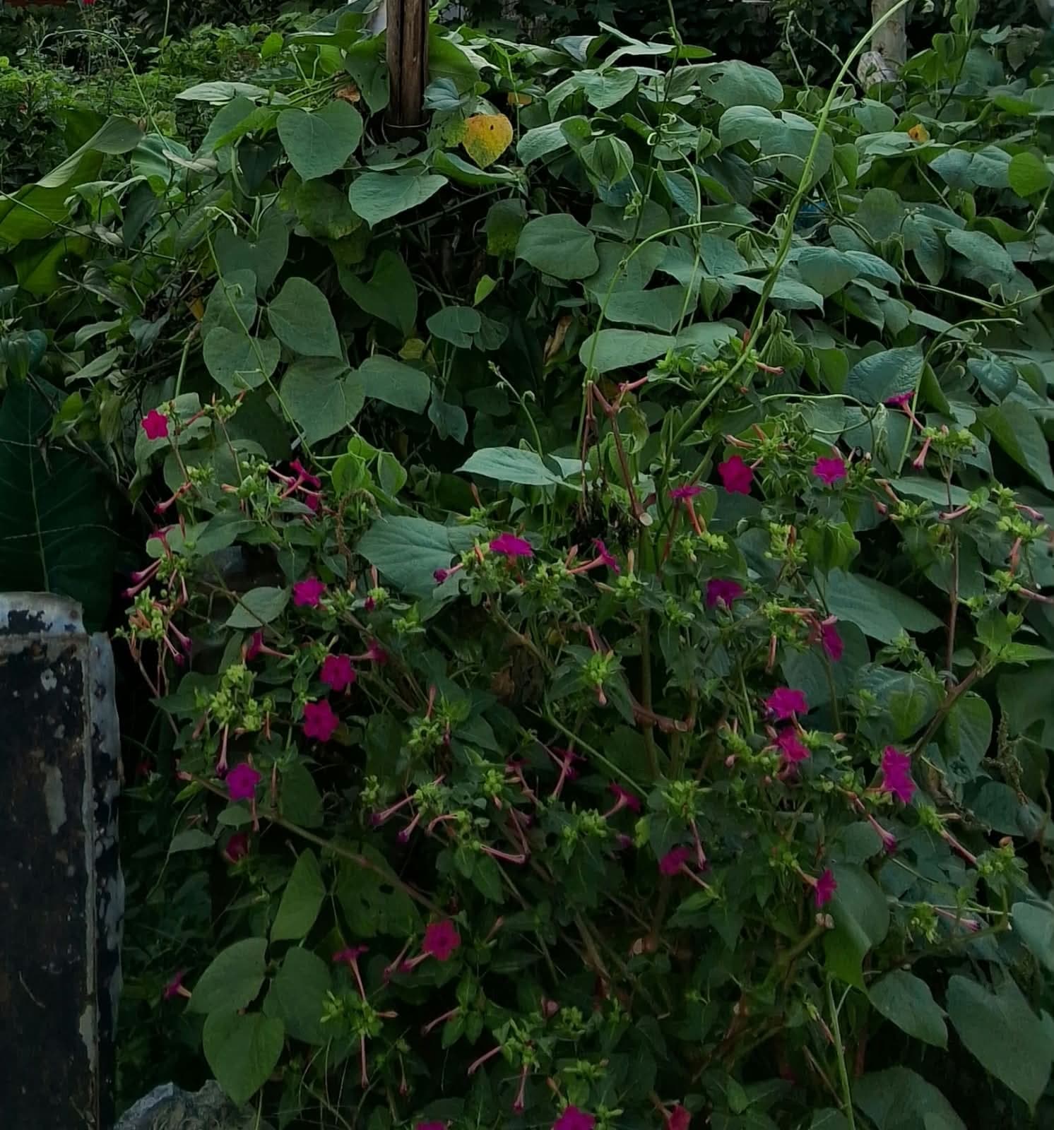 Land for sale in Srijanachowk