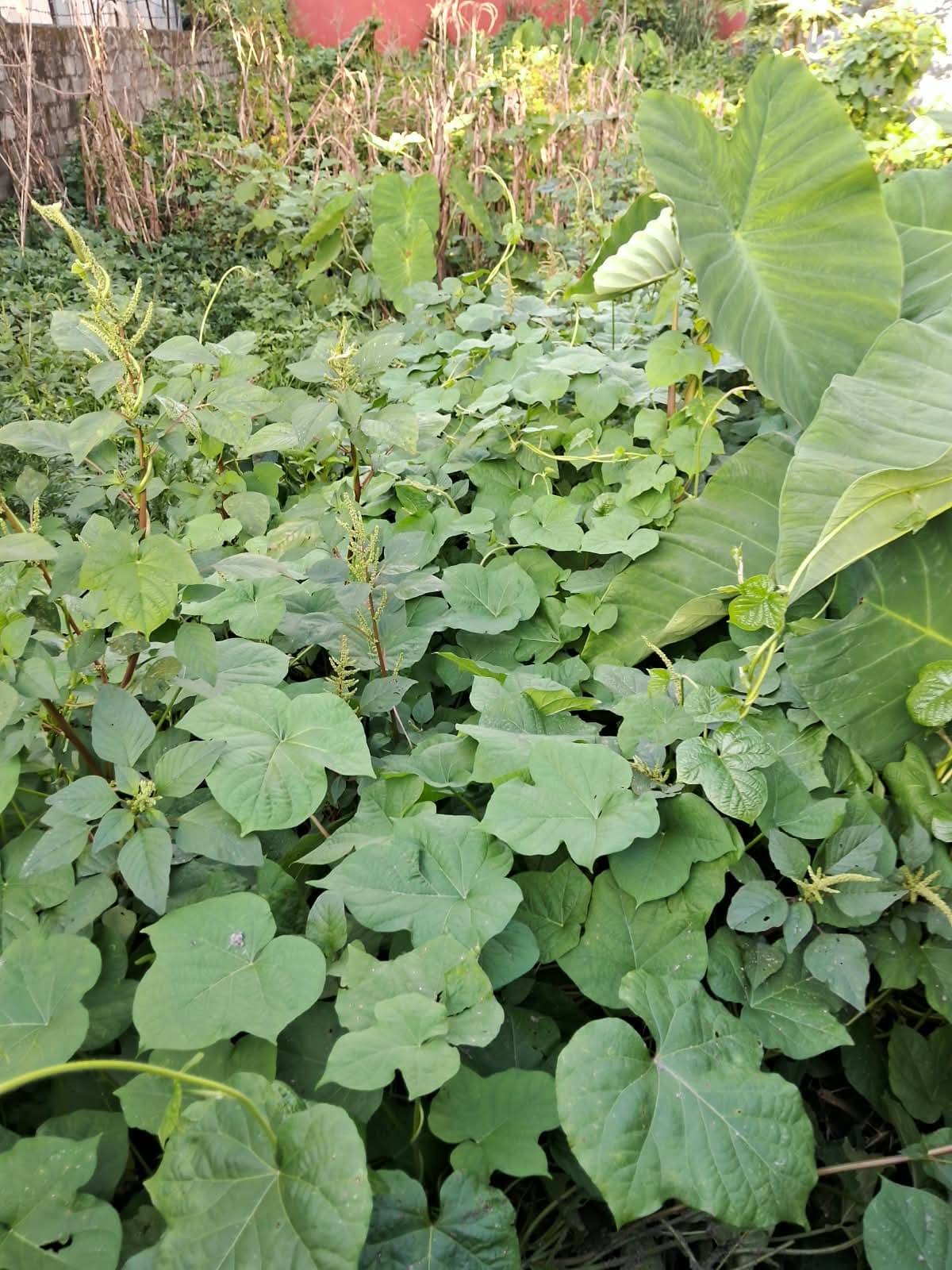 Land for sale in Simalchaur
