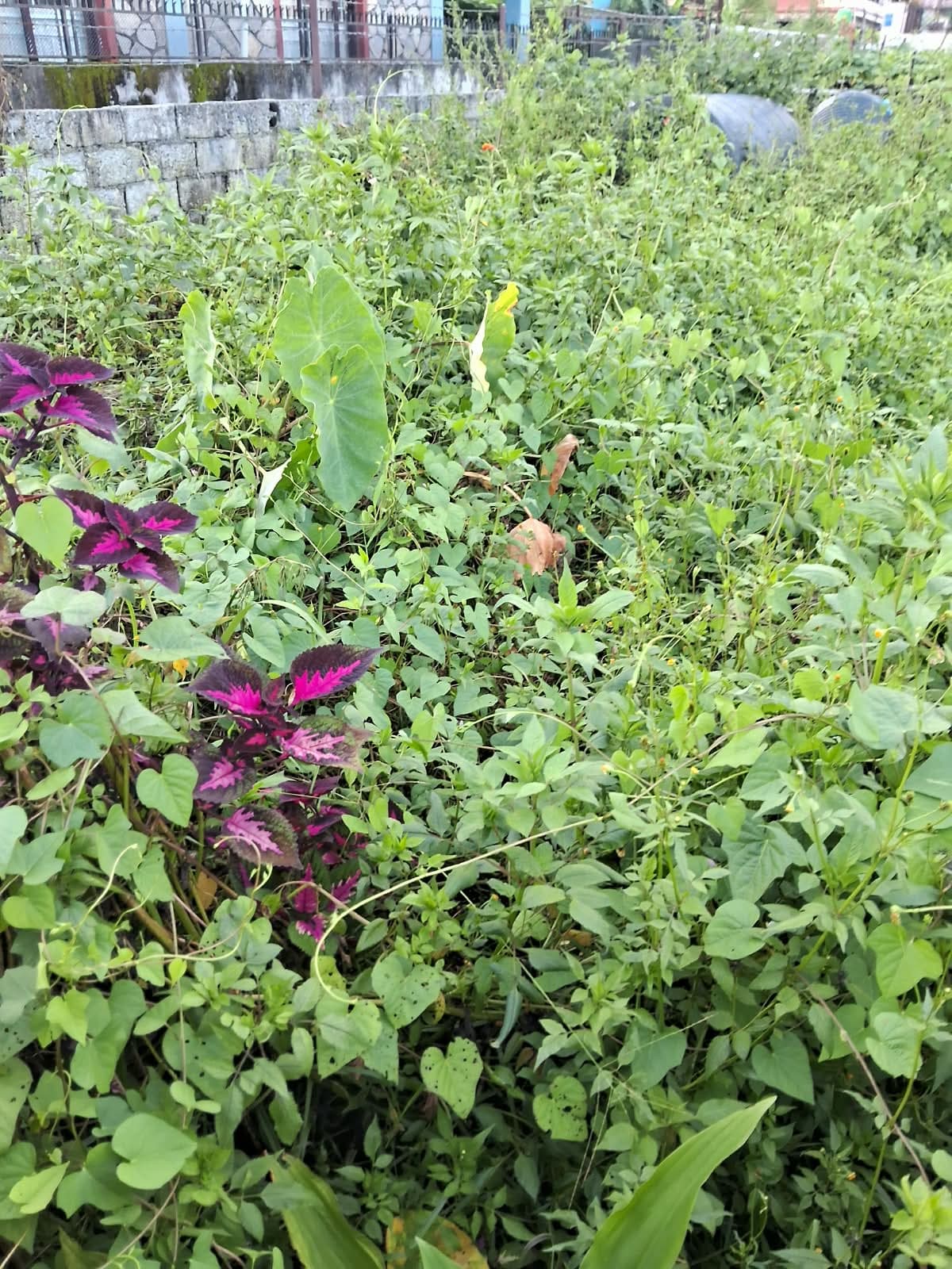 Land for sale in Simalchaur 