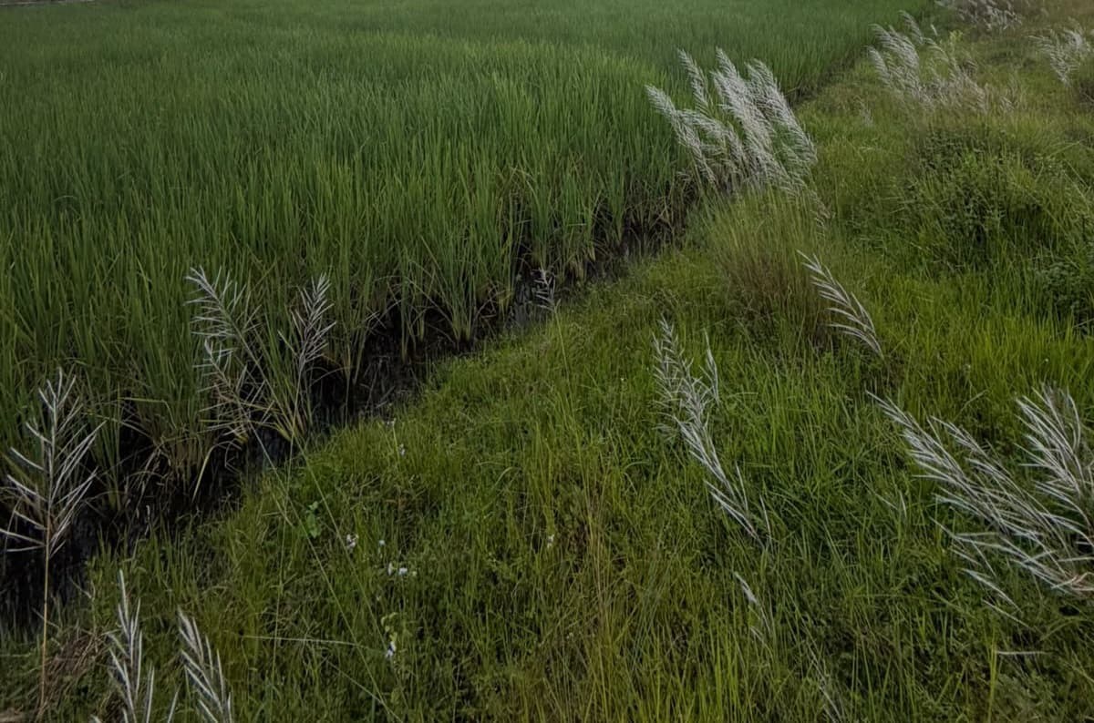 Land for sale in Pame
