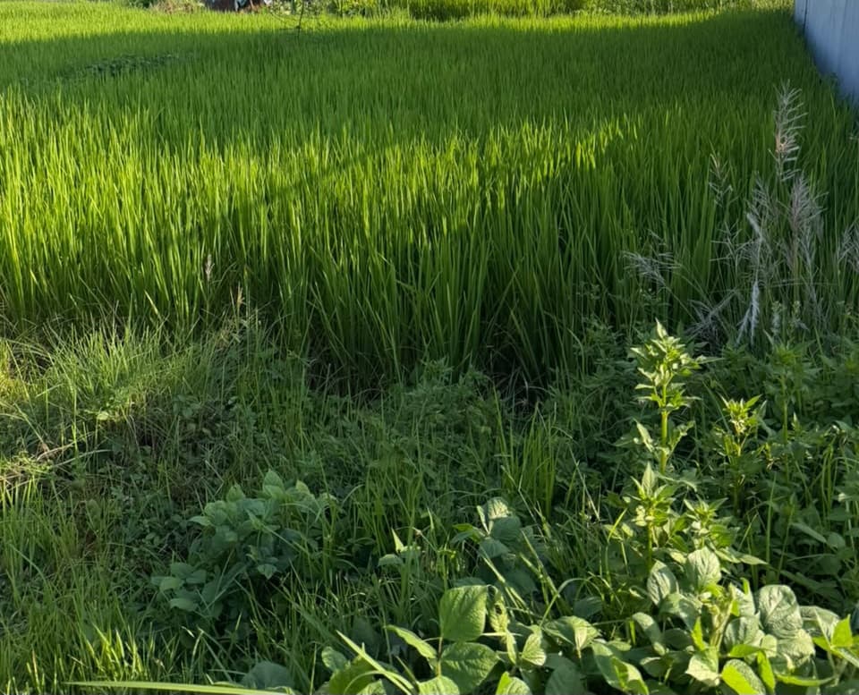 Land for sale in Talchowk 