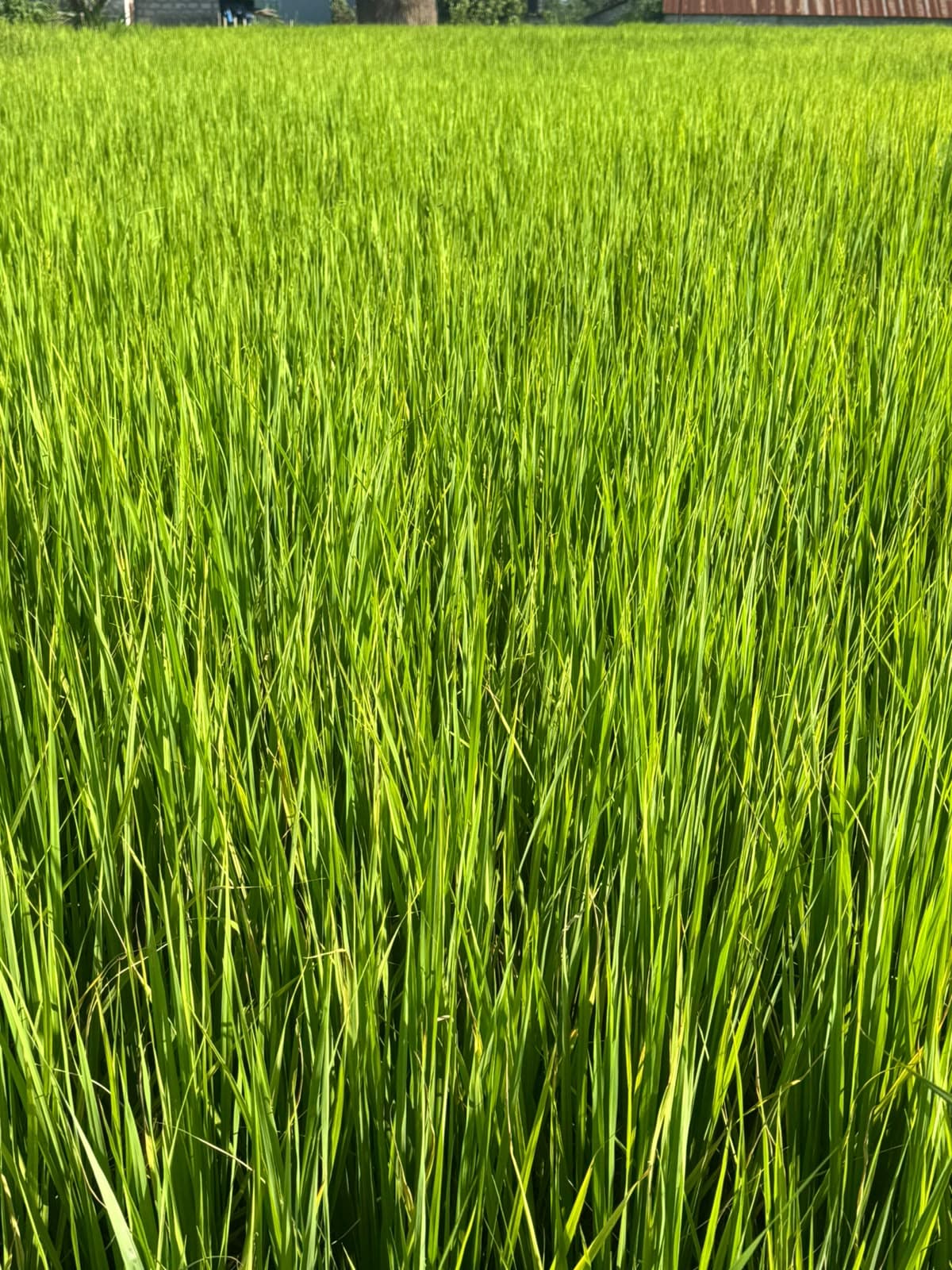 Land for sale in Rithepani
