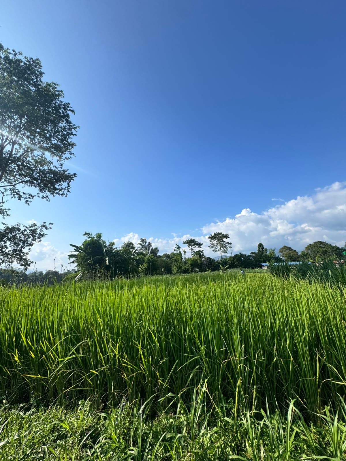 Land for sale in Rithepani 