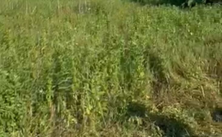 Land for sale in Rithepani 