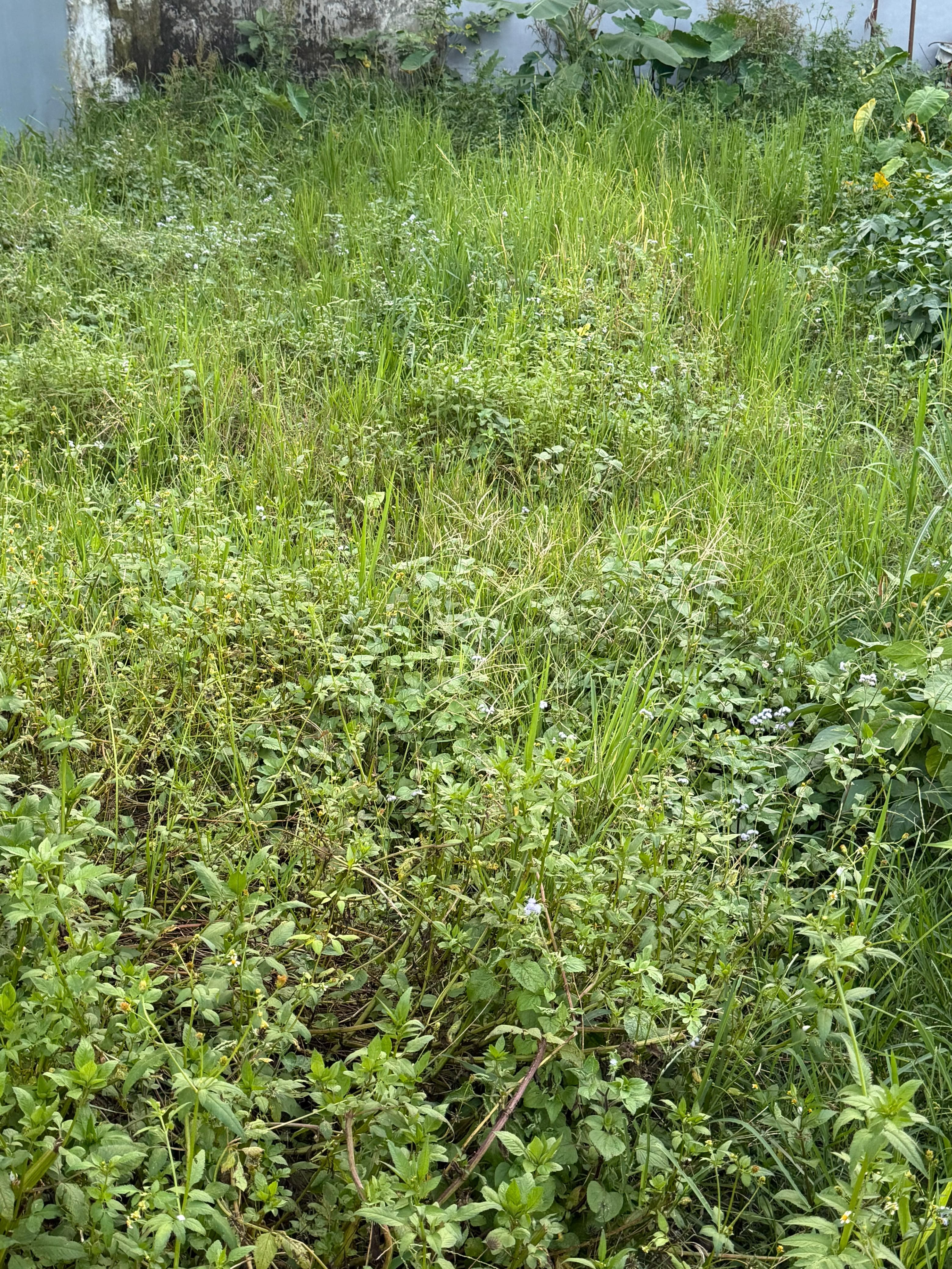 Land for sale in Bijaypur 