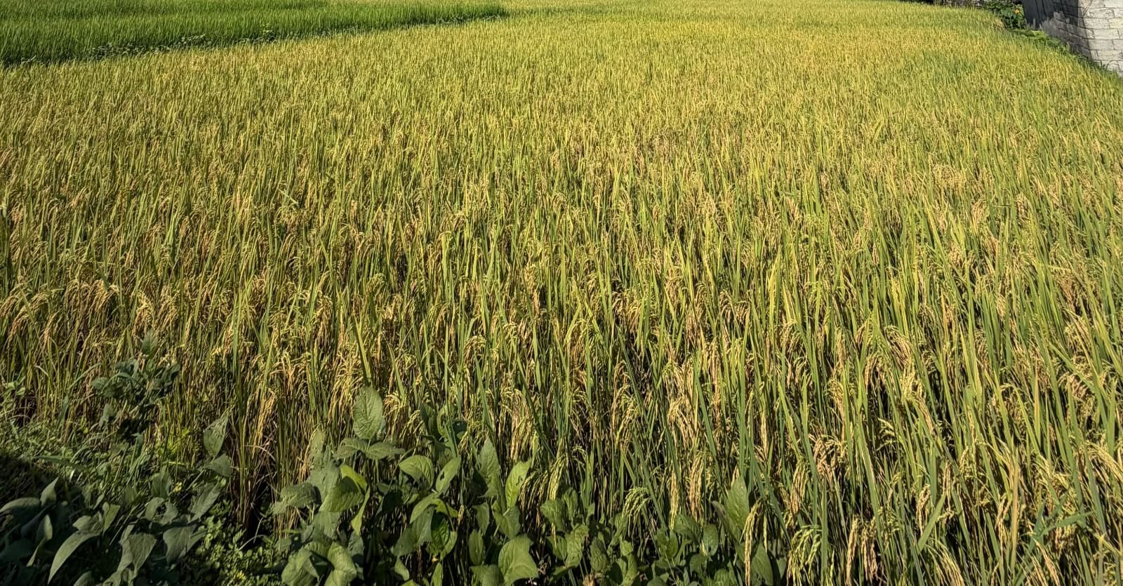 Land for sale in Gagangauda 