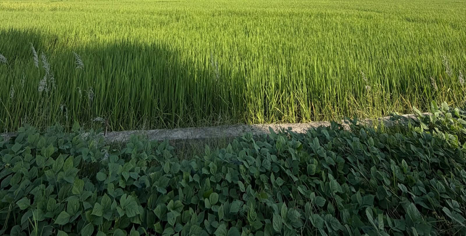 Land for sale in Lekhnath 