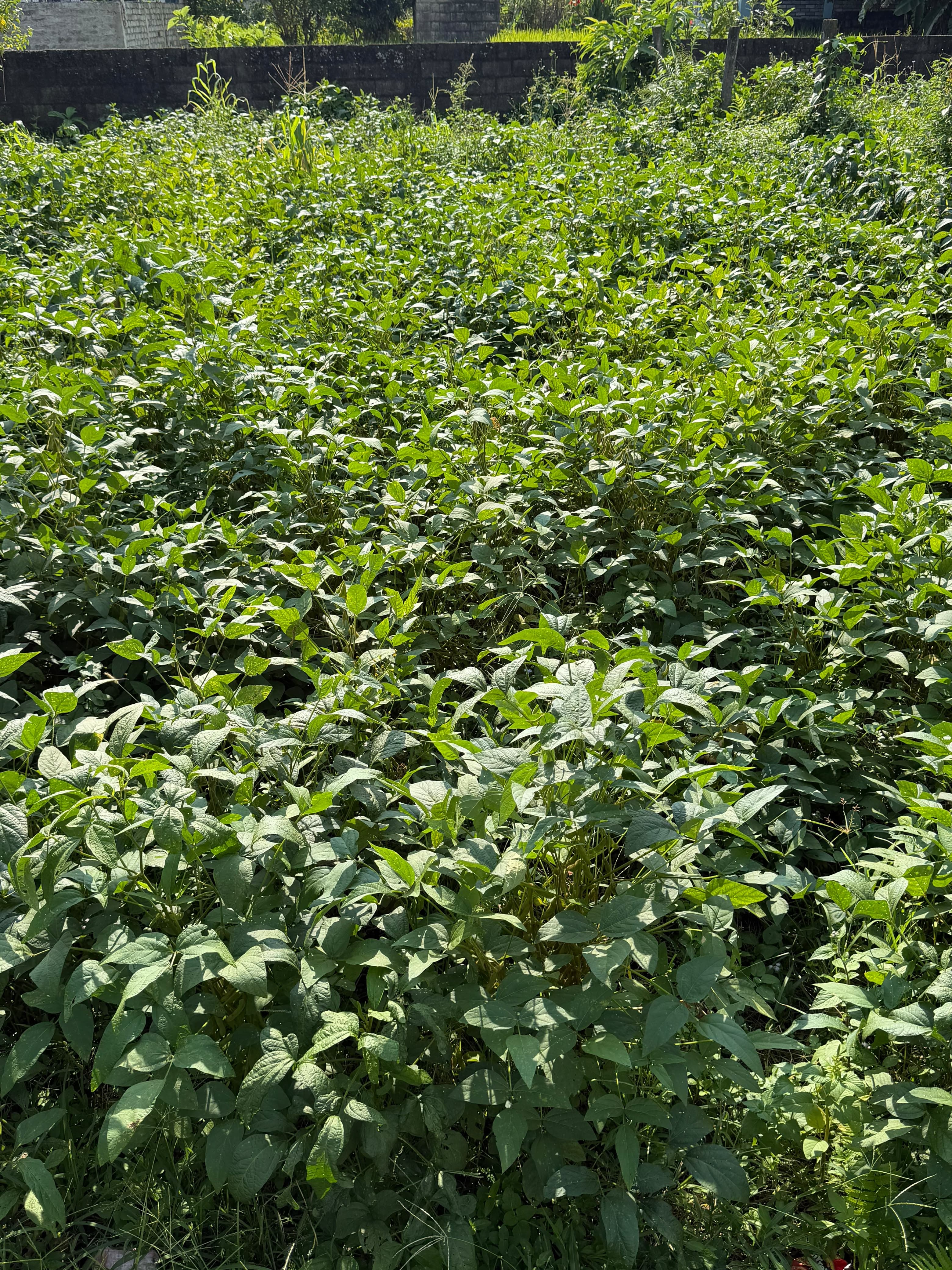 Land for sale in Budibajar 