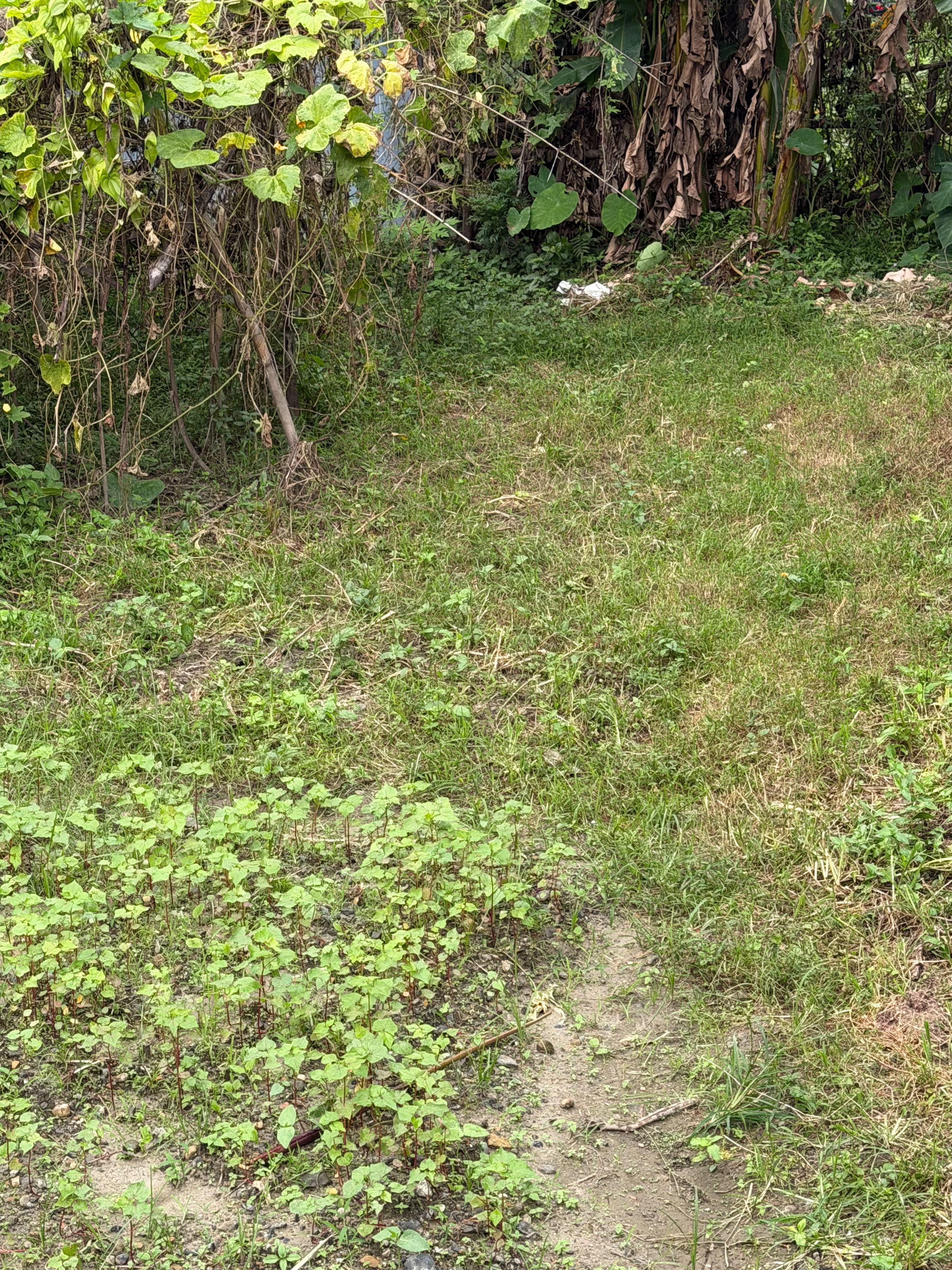 Land for sale in Budibajar 