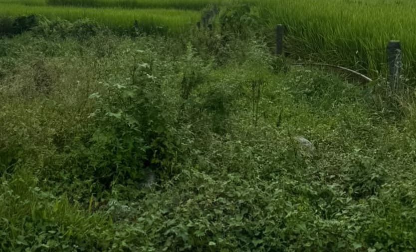 Land for sale in Birauta 