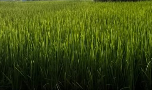 Land for sale in Birauta 
