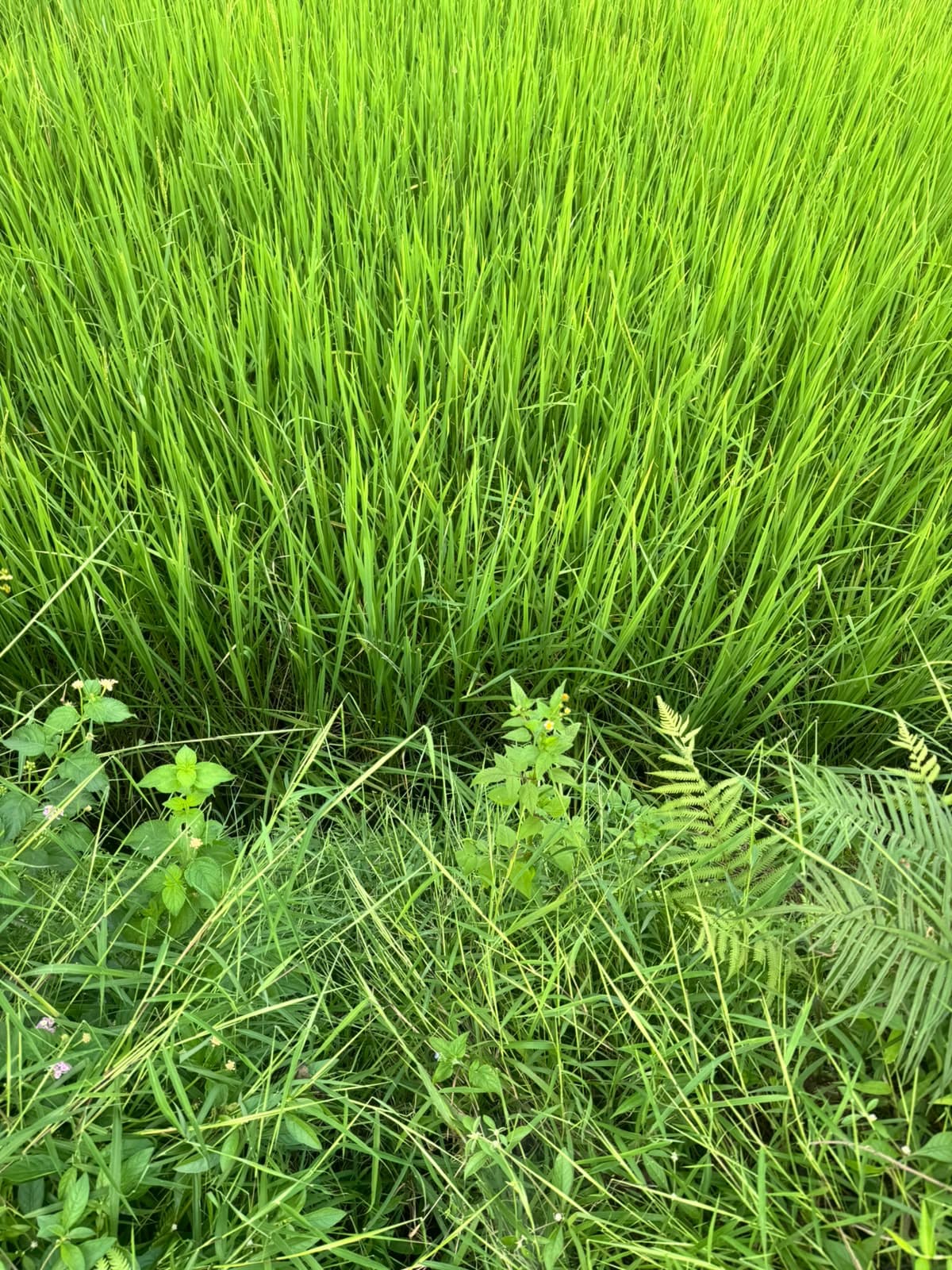 Land for sale in Birauta 