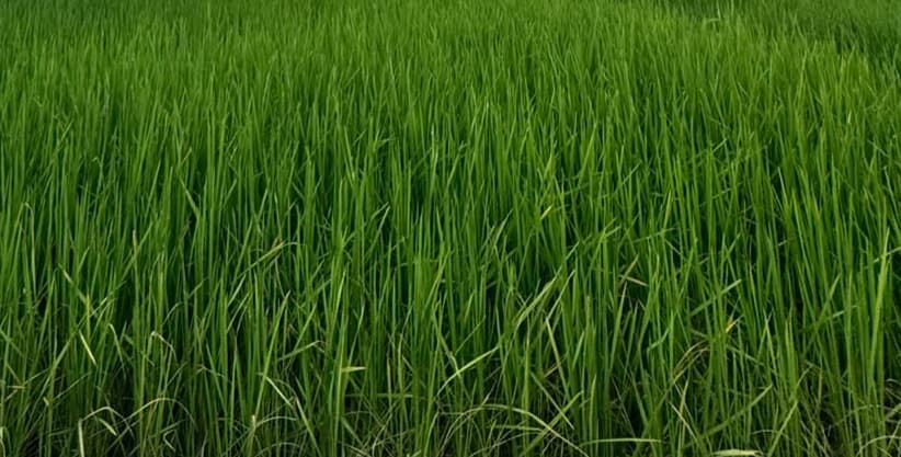 Land for sale in Birauta 