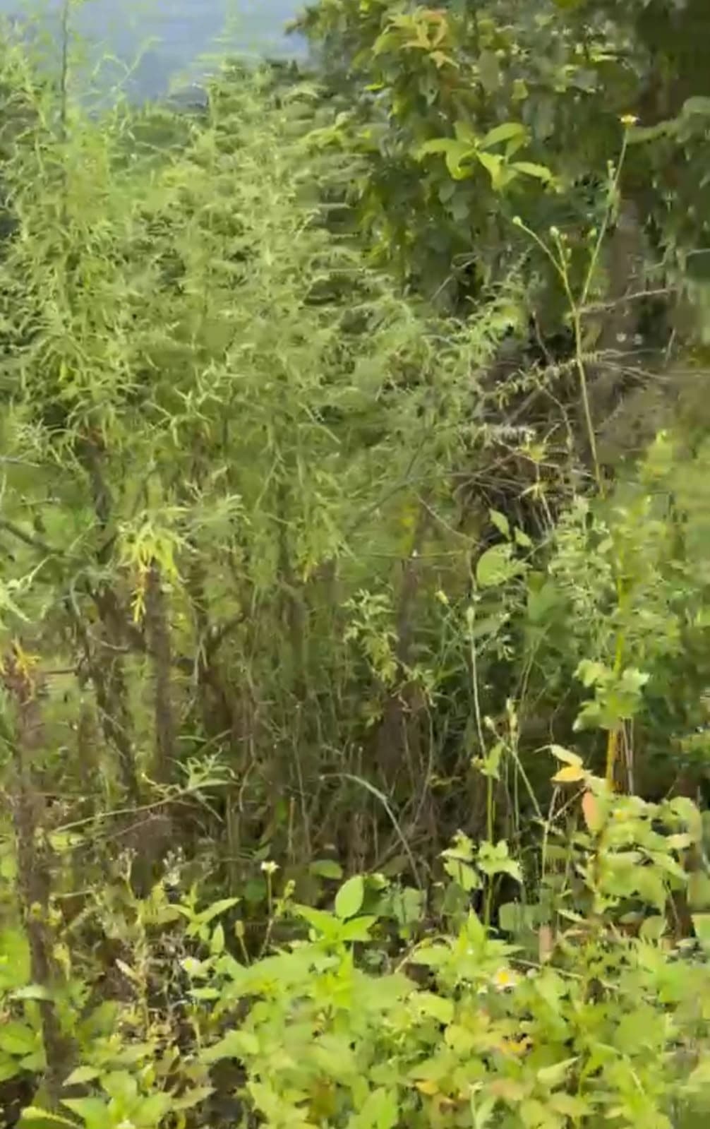 Land for sale in Dandagau
