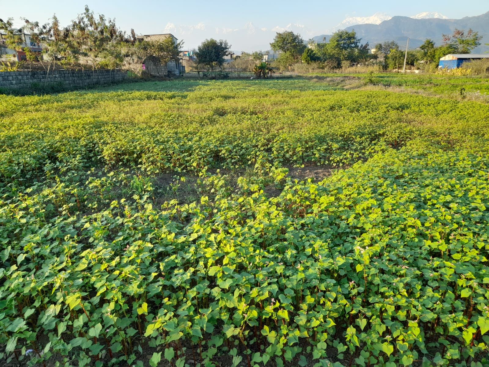 Land for sale in Khairenitar 