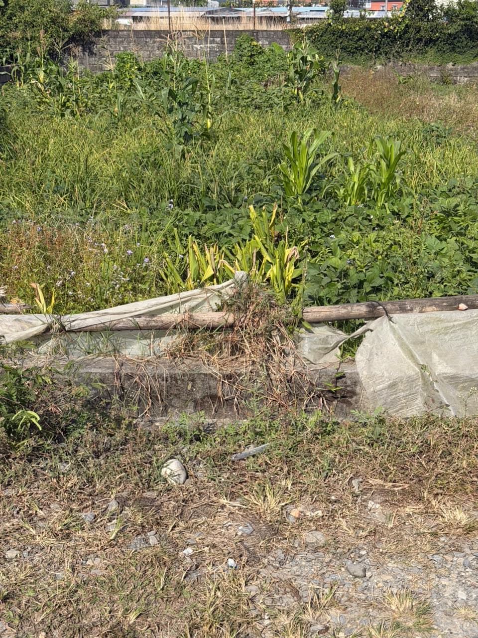 Land for sale in Chauthe 