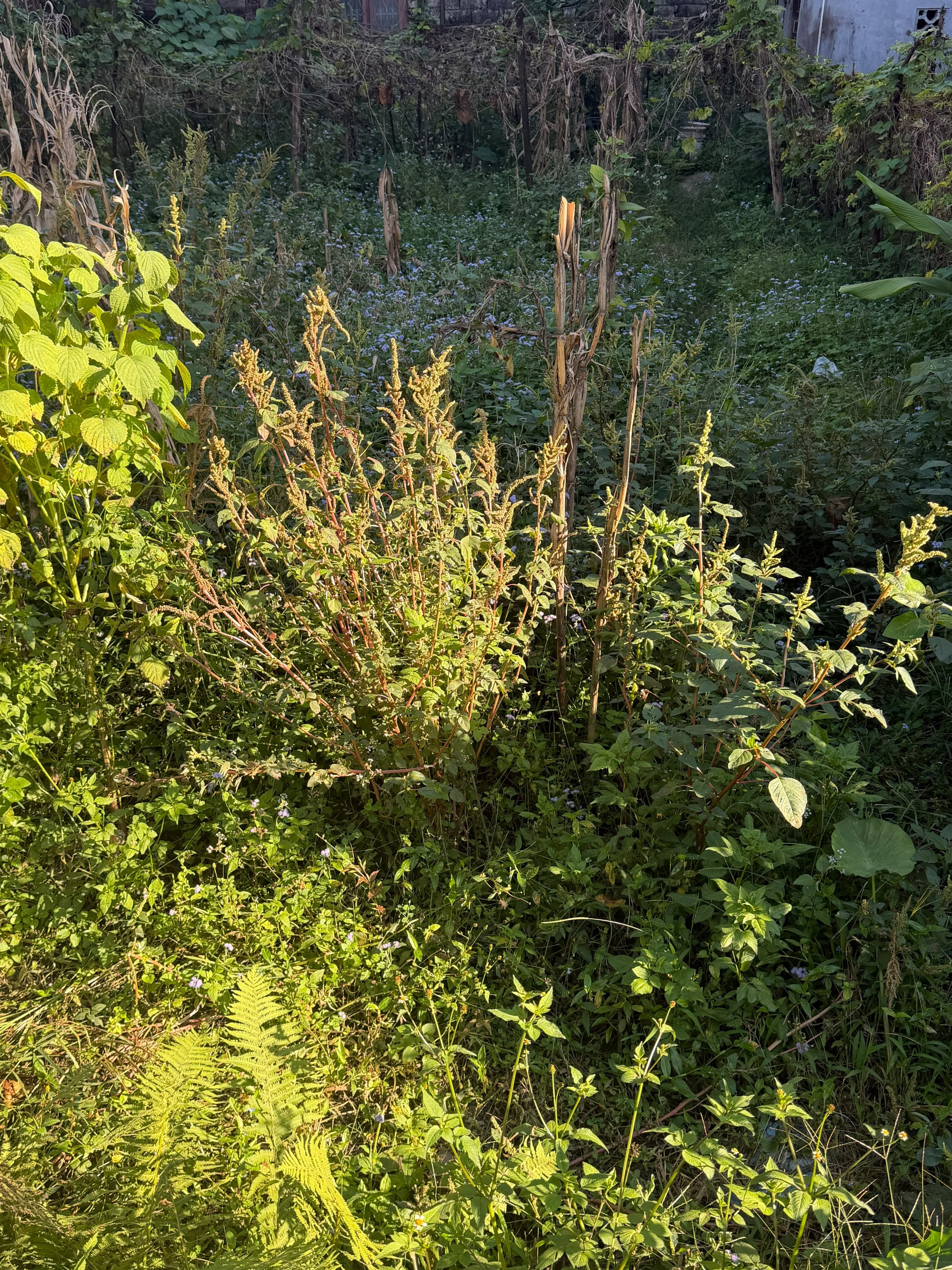 Land for sale in Simalchaur 