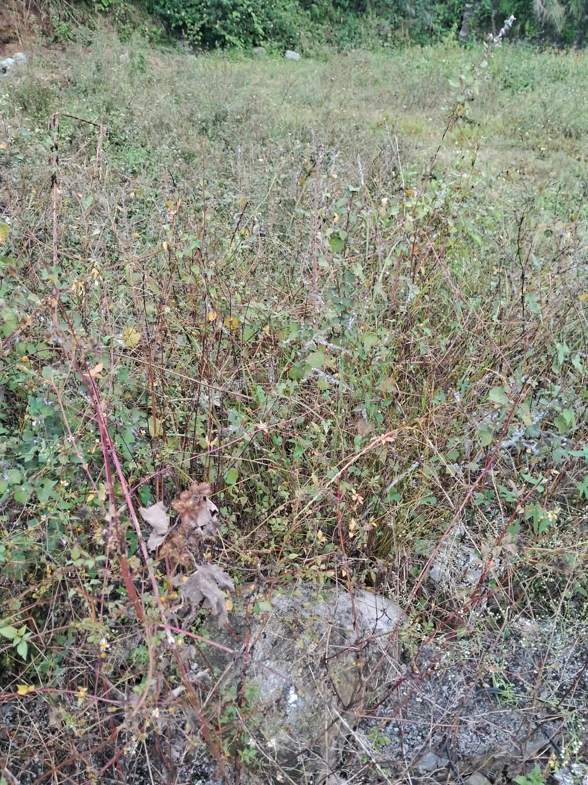 Land for sale in Bijaypur 