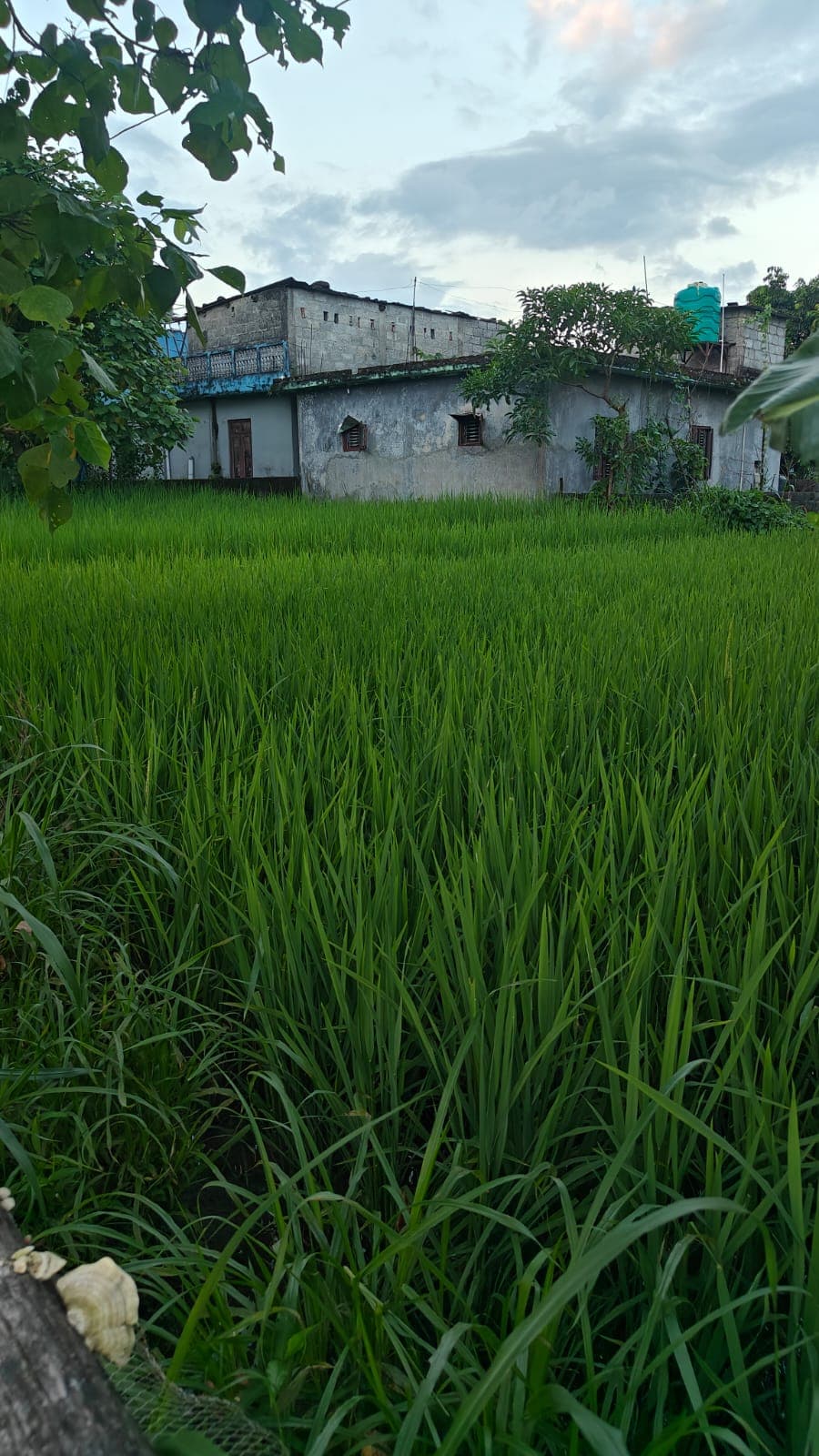 Land for sale in Birauta