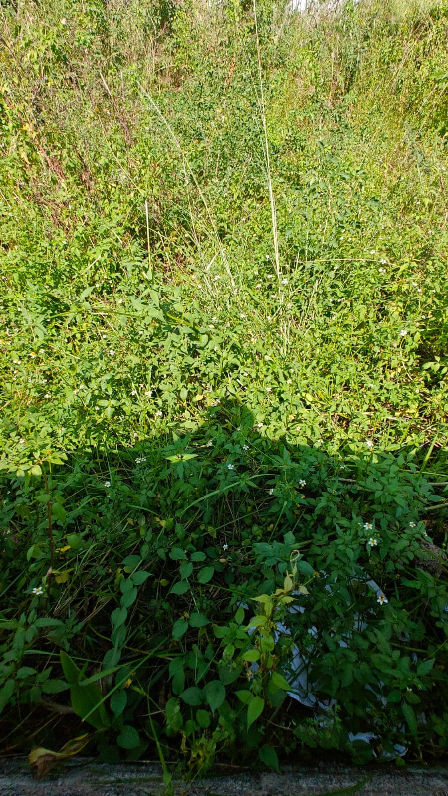 Land for sale in Ranipauwa