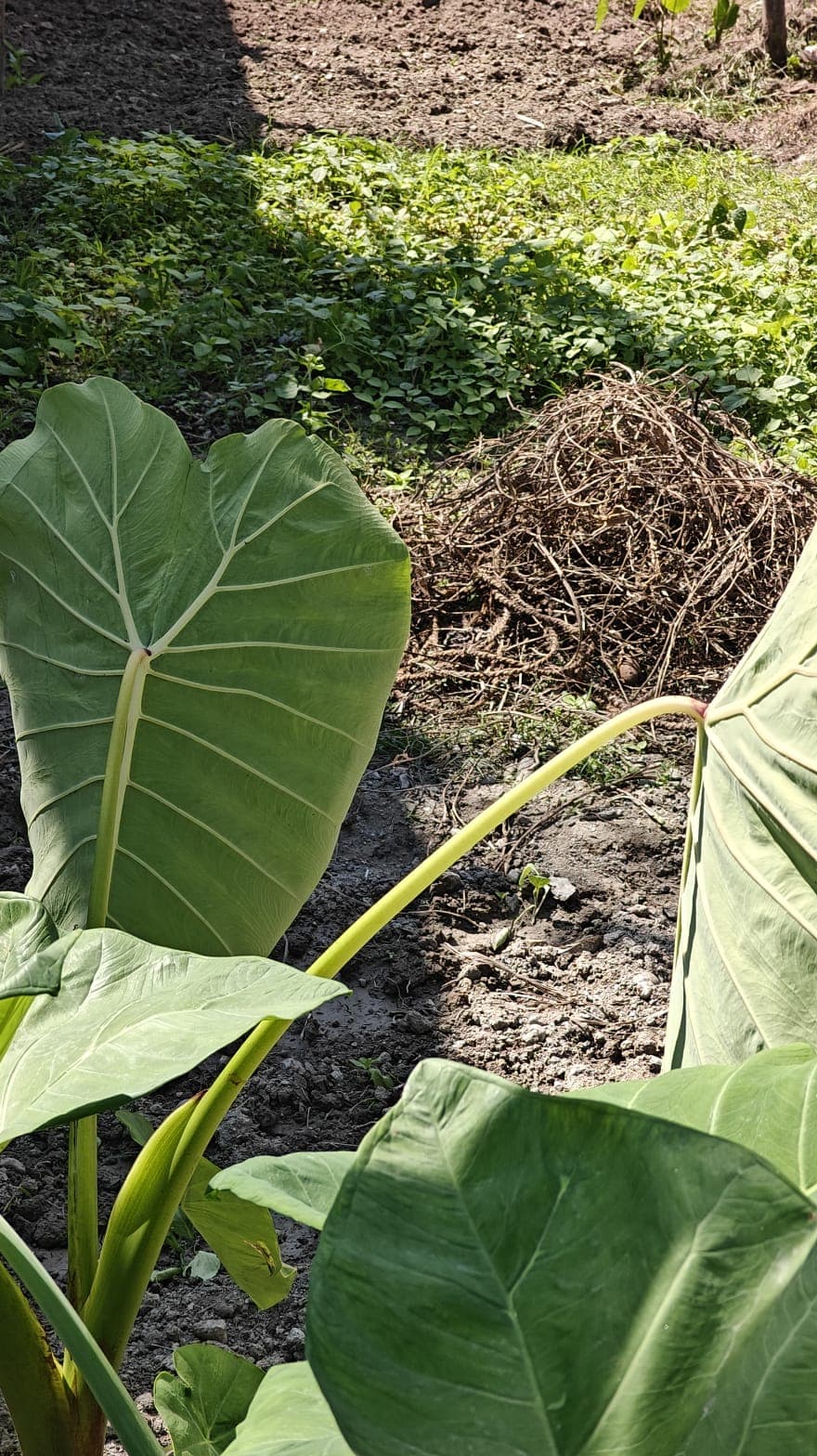 Land for sale in Chauthe