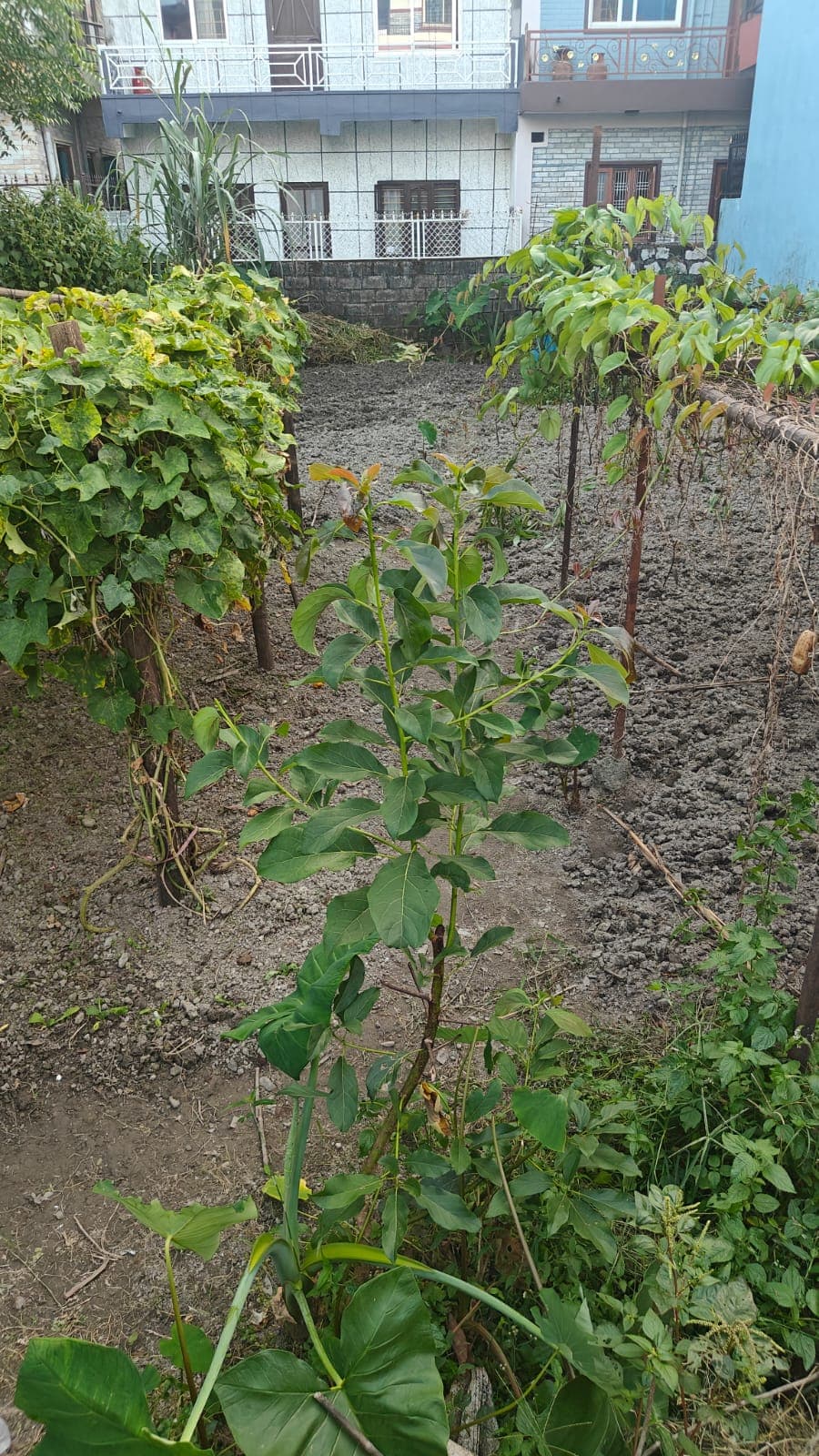 Land for sale in Birauta