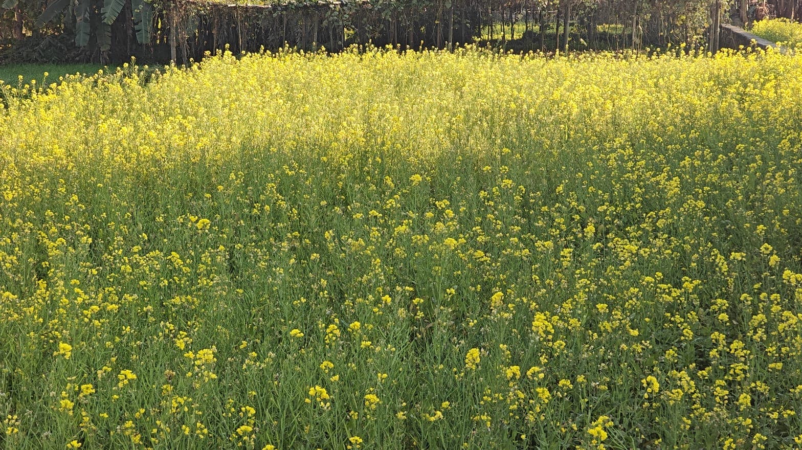 Land for sale in Rithepani kumal gaun