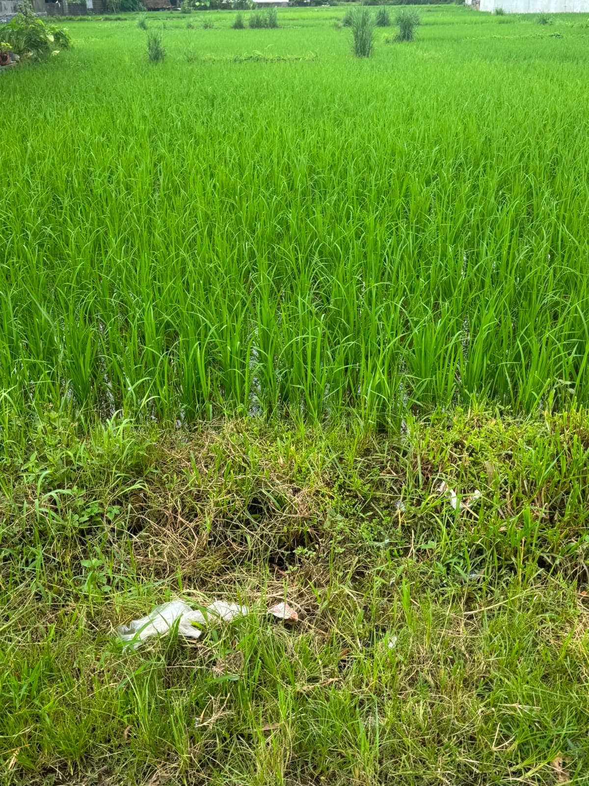 Land for sale in Mohoriya